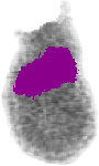 mouse atlas EMAGE spatial in situ gene expression database None