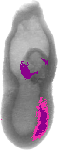 mouse atlas EMAGE spatial in situ gene expression database None