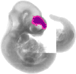 mouse atlas EMAGE spatial in situ gene expression database None
