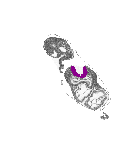 mouse atlas EMAGE spatial in situ gene expression database None