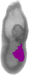 mouse atlas EMAGE spatial in situ gene expression database None