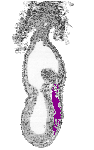 mouse atlas EMAGE spatial in situ gene expression database None