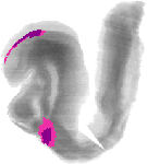 mouse atlas EMAGE spatial in situ gene expression database None