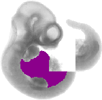 mouse atlas EMAGE spatial in situ gene expression database None
