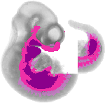 mouse atlas EMAGE spatial in situ gene expression database None