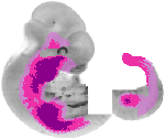 mouse atlas EMAGE spatial in situ gene expression database None