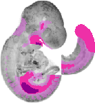 mouse atlas EMAGE spatial in situ gene expression database None