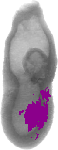 mouse atlas EMAGE spatial in situ gene expression database None