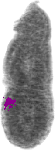 mouse atlas EMAGE spatial in situ gene expression database None