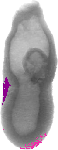 mouse atlas EMAGE spatial in situ gene expression database None