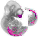 mouse atlas EMAGE spatial in situ gene expression database None