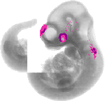mouse atlas EMAGE spatial in situ gene expression database None