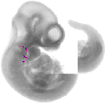 mouse atlas EMAGE spatial in situ gene expression database None