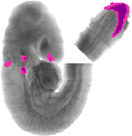 mouse atlas EMAGE spatial in situ gene expression database None