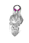 mouse atlas EMAGE spatial in situ gene expression database None