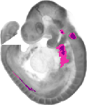 mouse atlas EMAGE spatial in situ gene expression database None