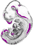 mouse atlas EMAGE spatial in situ gene expression database None