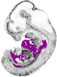 mouse atlas EMAGE spatial in situ gene expression database None