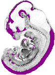 mouse atlas EMAGE spatial in situ gene expression database None