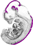 mouse atlas EMAGE spatial in situ gene expression database None