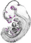 mouse atlas EMAGE spatial in situ gene expression database None