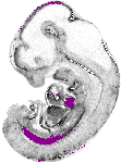 mouse atlas EMAGE spatial in situ gene expression database None