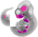 mouse atlas EMAGE spatial in situ gene expression database None