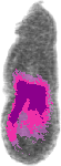 mouse atlas EMAGE spatial in situ gene expression database None