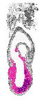 mouse atlas EMAGE spatial in situ gene expression database None