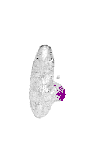 mouse atlas EMAGE spatial in situ gene expression database None