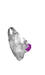 mouse atlas EMAGE spatial in situ gene expression database None