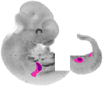 mouse atlas EMAGE spatial in situ gene expression database None