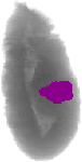 mouse atlas EMAGE spatial in situ gene expression database None