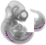 mouse atlas EMAGE spatial in situ gene expression database None