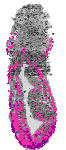 mouse atlas EMAGE spatial in situ gene expression database None