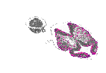 mouse atlas EMAGE spatial in situ gene expression database None