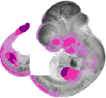 mouse atlas EMAGE spatial in situ gene expression database None