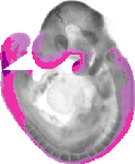 mouse atlas EMAGE spatial in situ gene expression database None