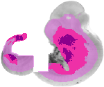 mouse atlas EMAGE spatial in situ gene expression database None