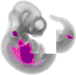 mouse atlas EMAGE spatial in situ gene expression database None