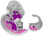 mouse atlas EMAGE spatial in situ gene expression database None