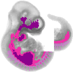 mouse atlas EMAGE spatial in situ gene expression database None