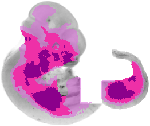 mouse atlas EMAGE spatial in situ gene expression database None