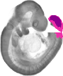 mouse atlas EMAGE spatial in situ gene expression database None