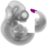 mouse atlas EMAGE spatial in situ gene expression database None