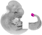 mouse atlas EMAGE spatial in situ gene expression database None