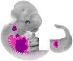 mouse atlas EMAGE spatial in situ gene expression database None