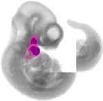 mouse atlas EMAGE spatial in situ gene expression database None
