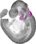 mouse atlas EMAGE spatial in situ gene expression database None