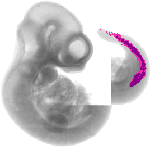 mouse atlas EMAGE spatial in situ gene expression database None